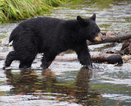 Bear in river